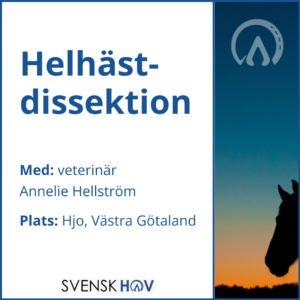Helhästdissektion